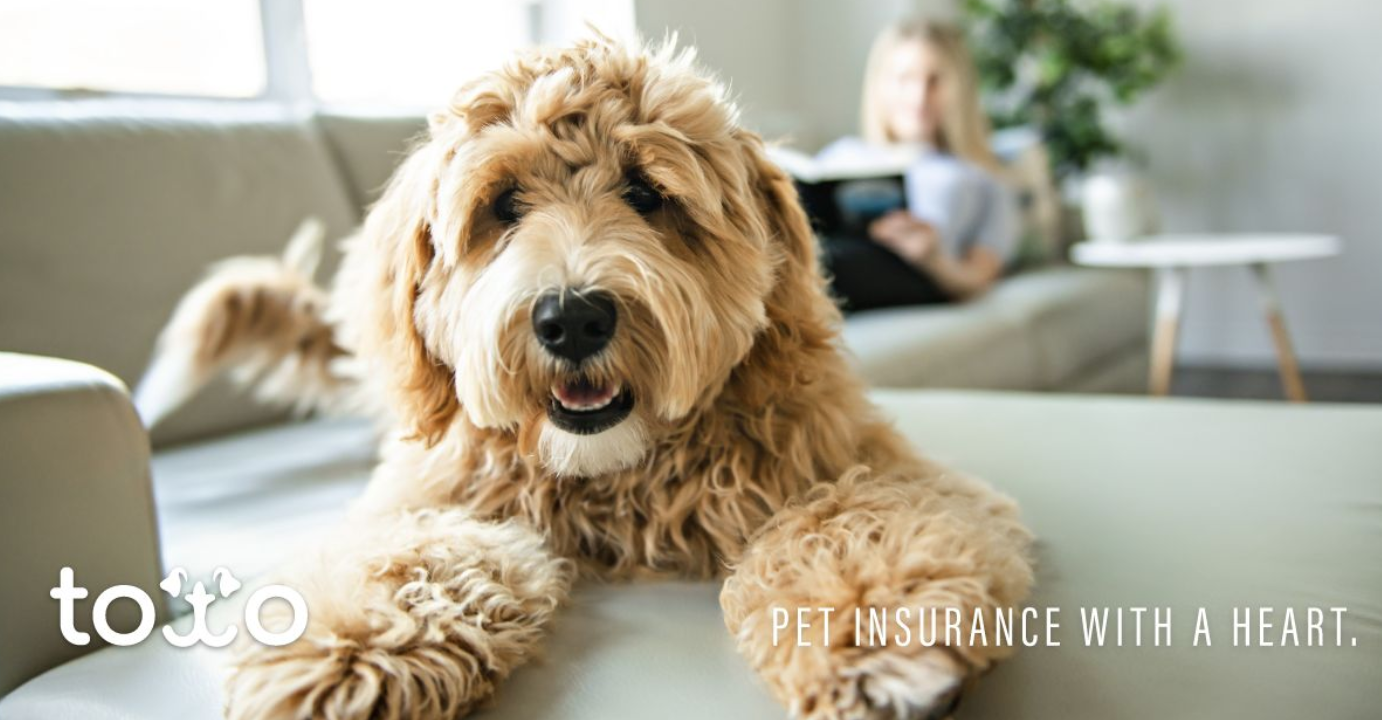 Toto Pet Insurance Review 2021