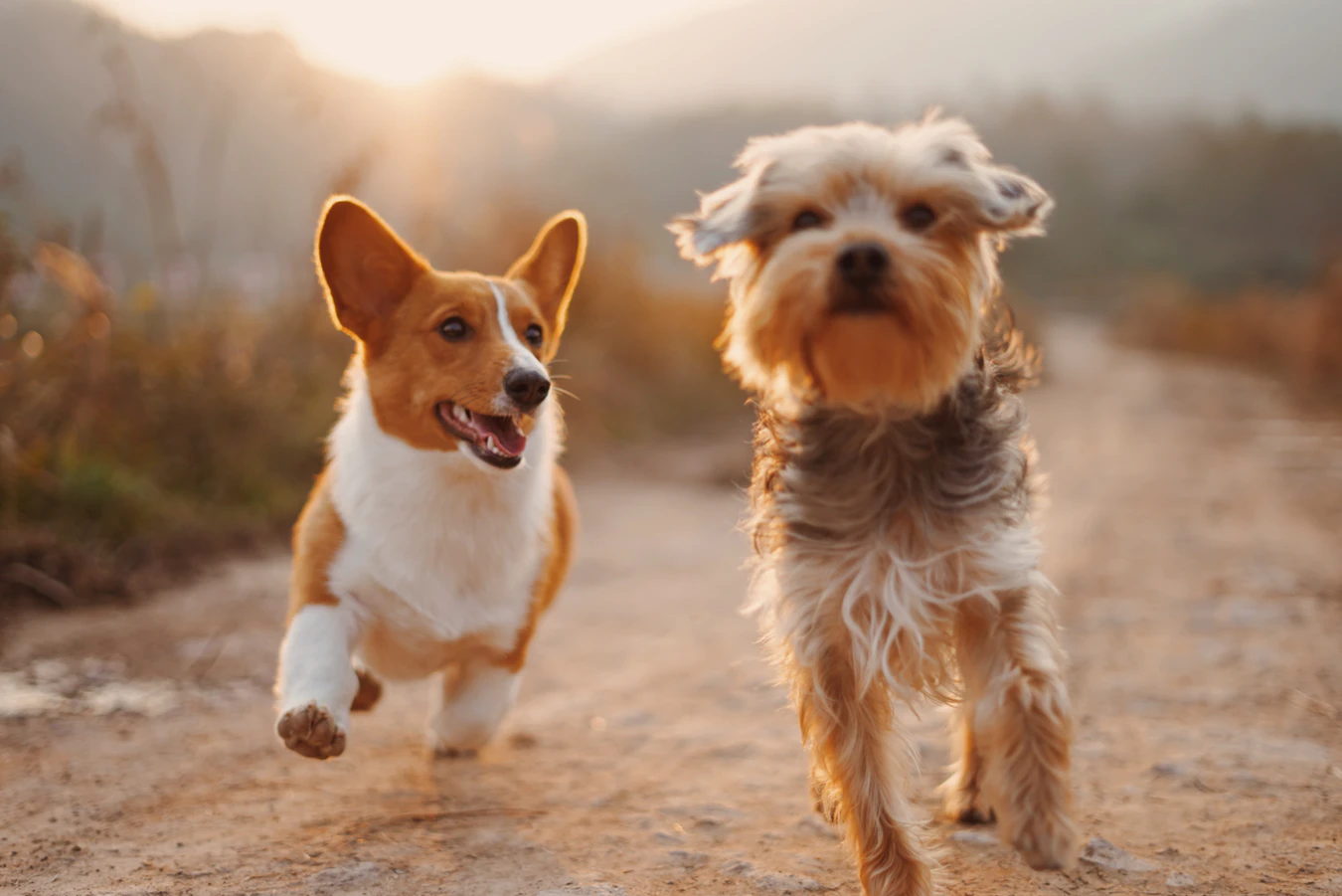 petplan-review-2020